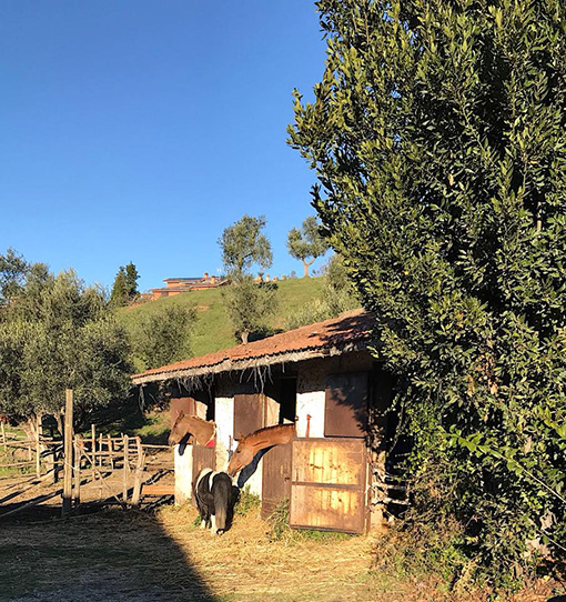 circolo ippico Castelnuovo Di Porto