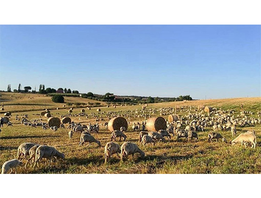 L'Ovile azienda agricola Cerveteri