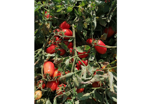 Azienda Agricola Tittarelli Ostia Antica